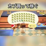 【あつ森】カブ売ってみた　結果　ベル稼ぐ　#vlog #あつ森 #あつまれどうぶつの森 #こはくちゃんねる2424