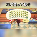 【あつ森】カブ売ってみた　結果　ベル稼ぐ　#vlog #あつ森 #あつまれどうぶつの森 #こはくちゃんねる2424