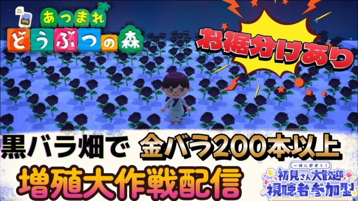 【#あつ森　016】 黒バラ畑で金バラ200本以上増殖させる配信（お裾分けあり）【初見さん常連さん コメント大歓迎 #あつまれどうぶつの森】