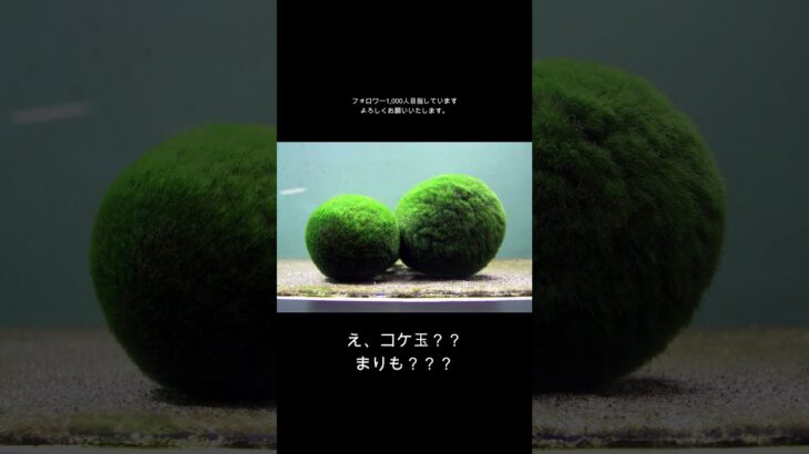 あつ森ショート06　阿寒湖