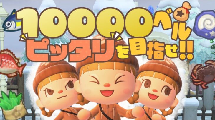 直感を信じろ！10000ベルピッタリを目指せ🎈【あつまれどうぶつの森】