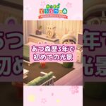 あつ森歴3年で初めて見たよ。かわいい〜🥰 #あつまれどうぶつの森 #あつ森 #animalcrossing #acnh #ゲーム実況 #shorts