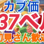 【あつ森】カブ価637ベル島574ベル島など　ライブ参加型