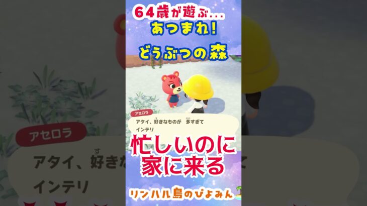 【64歳が遊ぶ…あつまれ！どうぶつの森】　#60代  #あつ森  #島クリ
