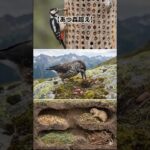 【あつ森超え】収納数「9000個」は余裕？実在する整理整頓の天才動物が凄すぎる3選#雑学#shorts#歴史#動物#あつ森