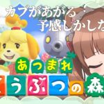 【ときどきあつ森生活 / Day.15】カブ勝負！上がってる気がするので勝てると思います🏠🌳⛄【あつ森】
