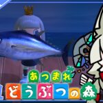 あつ森初心者、念願のマグロ美味しそう『カブの日Part：６』【あつまれどうぶつの森】【配信】#21