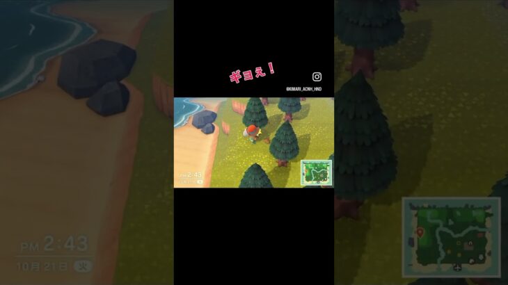 あつ森　新しい🏝️始めました〜悲しいけど、あおきセイレン島🏝️消しちゃいました　#あつまれどうぶつの森 #あつ森 #acnh