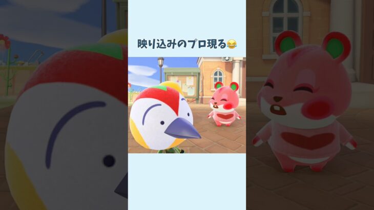 永遠に見てられる…💭#あつ森 #animalcrossing #癒し