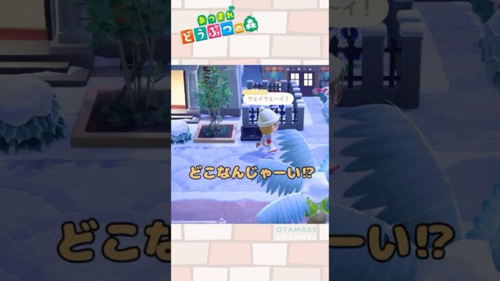 #あつ森 #あつまれどうぶつの森 #あつ森小ネタ #あつ森ショート#あつ森アップデート #あつ森アプデ #どうぶつの森#ジャスティン #animalcrossing