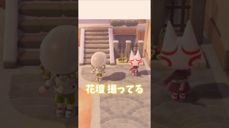 写真を撮るかぶきち #あつ森 #あつまれどうぶつの森 #animalcrossing #ゲーム #ショート #ショート #どうぶつの森 #acnh