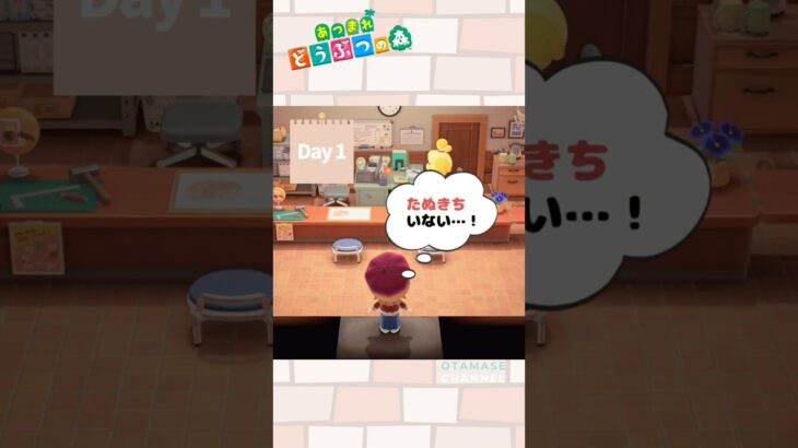 【あつ森小ネタ】今日もたぬきちは不在です#shorts  #あつ森 #あつまれどうぶつの森