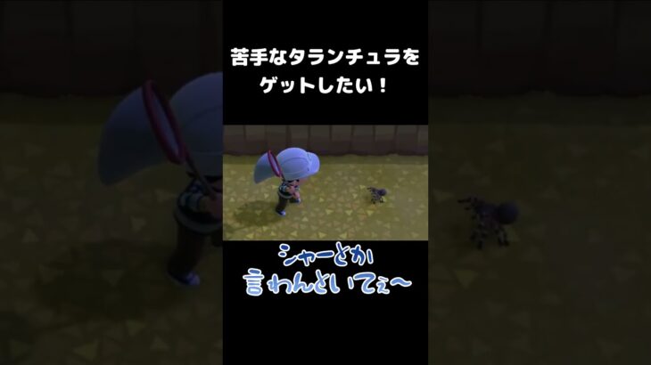 苦手なタランチュラをゲットしたい！　#shorts #あつ森  #ゲーム実況