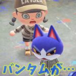 【あつ森】真冬にネコが病気に・・？！？ #shorts #あつ森 #あつまれどうぶつの森