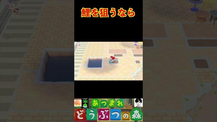 鯉を狙うなら #あつまれどうぶつの森 #shorts #あつ森