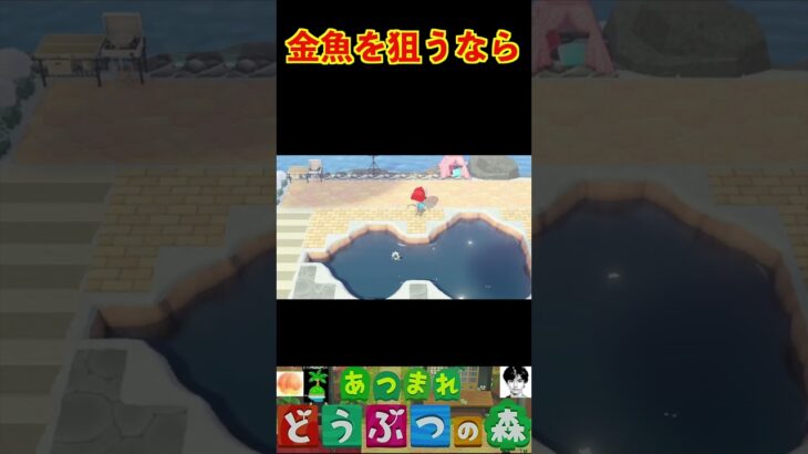 金魚を狙うなら #あつまれどうぶつの森 #shorts #あつ森