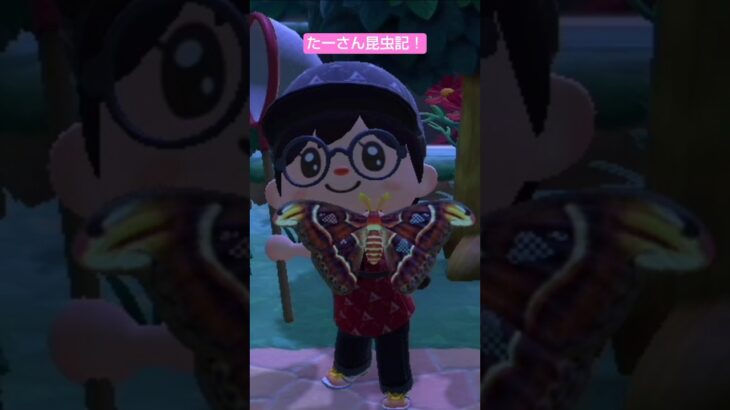 【あつ森】ヨナグニサンつかまえたよ@たーさんの趣味の部屋 #たーさん昆虫記#shorts