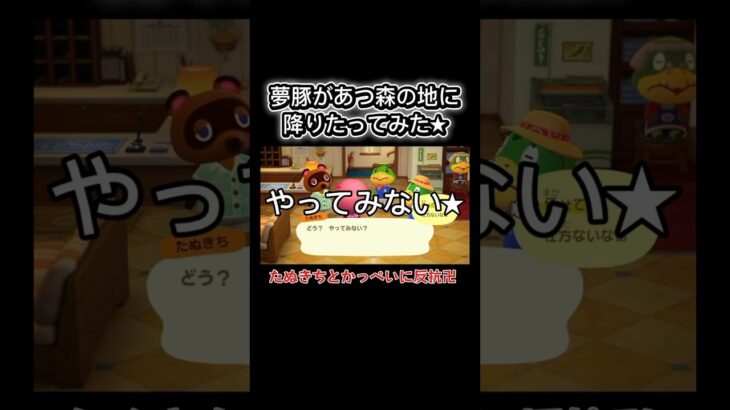 たぬきちいつもありがとう。#あつ森 #あつまれどうぶつの森 #switch