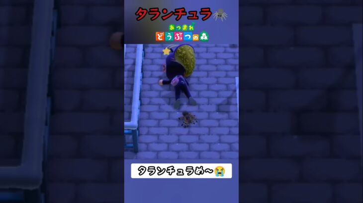 不意打ち🕷️【あつ森】