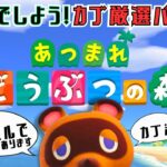 【１月】あつ森カブ活＆カブ厳選パーティー♥カブ価６３６ベル💰【視聴者参加型】