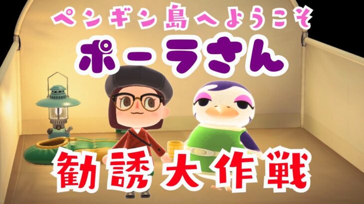 【あつ森】ポーラがキャンプサイトにきた！ペンギン島🐧勧誘大作戦！