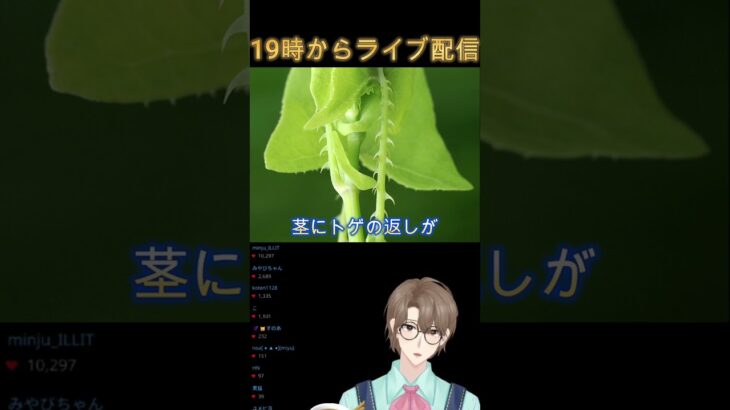 あつ森の雑草はトゲだらけかもしれません#豆知識 #あつ森#あつまれどうぶつの森