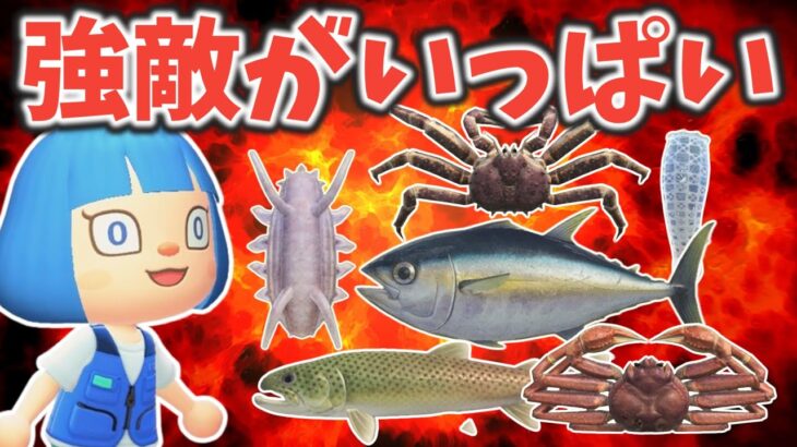 【終われません】冬の強敵！マグロ、イトウ、センジュナマコを博物館に寄贈だ【あつ森ゆっくり実況】