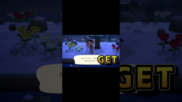 （閲覧注意🙇‍♂️）タランチュラ島あたったぞ！　#あつ森 #あつまれどうぶつの森 #タランチュラ