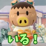 【あつ森】島に知らない人がいるぞ・・？！ #あつ森 #あつまれどうぶつの森