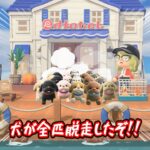 ペットホテルから犬が脱走 #あつ森 #あつ森アプデ