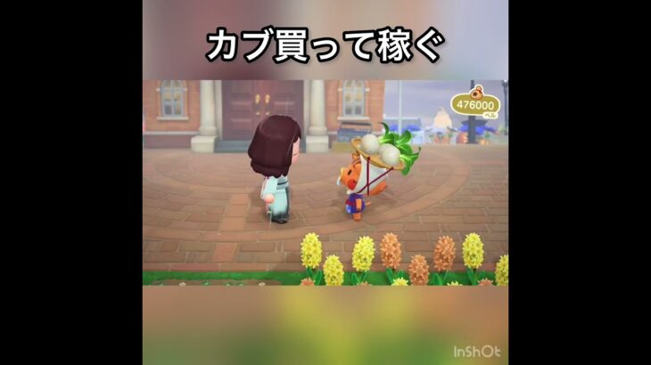 【あつ森】カブ売ってみた　結果　ベル稼ぐ　#vlog #あつ森 #あつまれどうぶつの森 #こはくちゃんねる2424