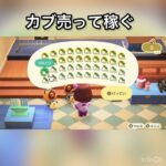 【あつ森】カブ売ってみた　結果　ベル稼ぐ　#vlog #あつ森 #あつまれどうぶつの森 #こはくちゃんねる2424