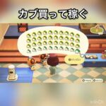 【あつ森】カブ売ってみた　結果　ベル稼ぐ　#vlog #あつ森 #あつまれどうぶつの森 #こはくちゃんねる2424