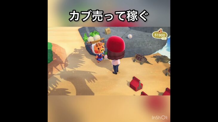 【あつ森】カブ売ってみた　結果　ベル稼ぐ　#vlog #あつ森 #あつまれどうぶつの森 #こはくちゃんねる2424