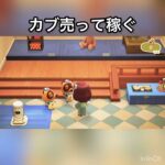 【あつ森】カブ売ってみた　結果　ベル稼ぐ　#vlog #あつ森 #あつまれどうぶつの森 #こはくちゃんねる2424