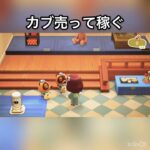 【あつ森】カブ売ってみた　結果　ベル稼ぐ　#vlog #あつ森 #あつまれどうぶつの森 #こはくちゃんねる2424