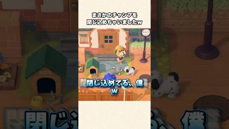 【あつ森】まさかの事件！？チャンプを閉じ込めてしまったw【あつまれどうぶつの森】#shorts #あつ森