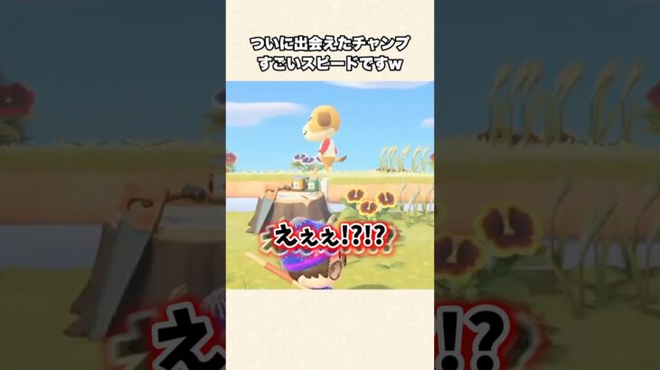 【あつ森】驚きのスピード！チャンプにやっと会えましたw【あつまれどうぶつの森】#shorts #あつ森