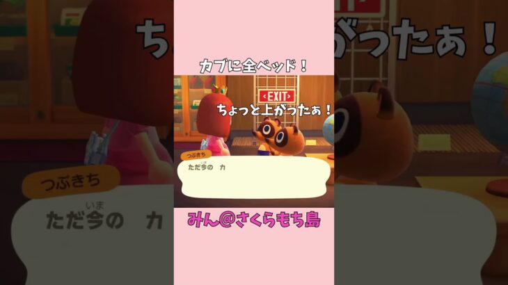 【あつ森】カブ価188ベル！売る？待つ？運命の分かれ道😂