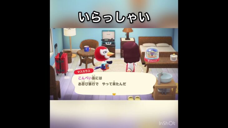 【あつ森】観光客　マスカラス　2月　#vlog #あつ森 #あつまれどうぶつの森 #こはくちゃんねる2424