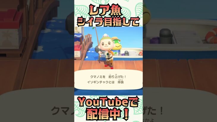 【あつ森】シイラって本当に存在する？4時間釣ってみた末路。　#あつ森 #あつまれどうぶつの森 #どうぶつの森 #ゲーム実況 #animalcrossing #ANCH #shorts