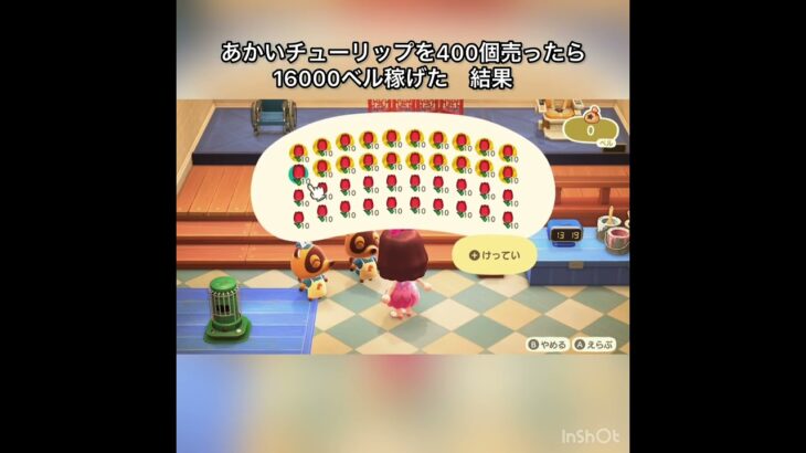 【あつ森】赤いチューリップを400個売ったら16000ベル稼げた　結果　ベル稼ぐ　#vlog #あつ森 #あつまれどうぶつの森 #こはくちゃんねる2424