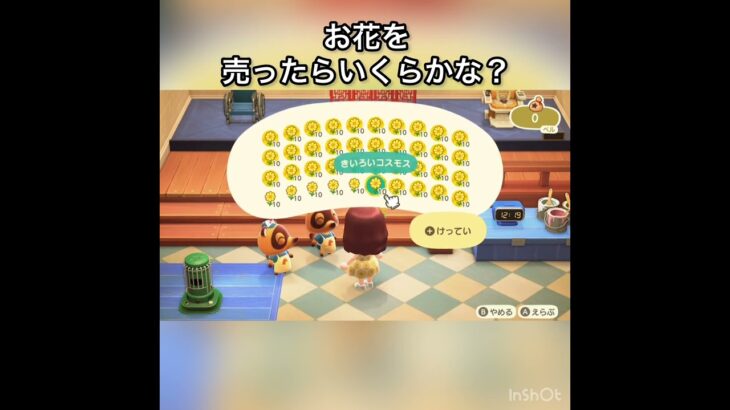 【あつ森】黄色のコスモスを400個売ったら16000ベル稼げた　結果　ベル稼ぐ　#vlog #あつ森 #あつまれどうぶつの森 #こはくちゃんねる2424
