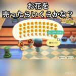 【あつ森】オレンジのコスモスを400個売ったら32000ベル稼げた　結果　ベル稼ぐ　#vlog #あつ森 #あつまれどうぶつの森 #こはくちゃんねる2424