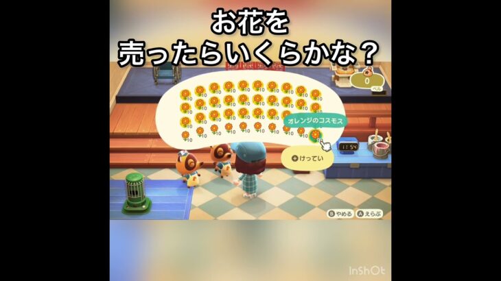 【あつ森】オレンジのコスモスを400個売ったら32000ベル稼げた　結果　ベル稼ぐ　#vlog #あつ森 #あつまれどうぶつの森 #こはくちゃんねる2424