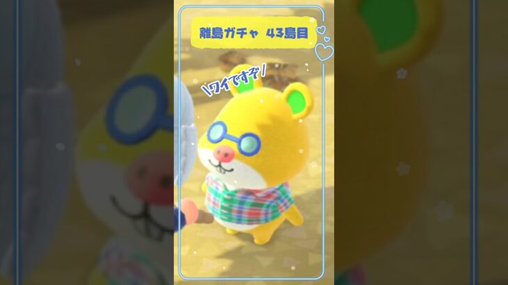 【あつ森】🏝️離島ガチャ43島目～イケてるグラハム🐹🕶～