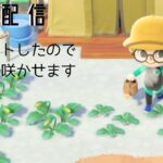 【あつ森】めっちゃやりこんでたけど、初期の何もない雰囲気味わいたくて島リセットする準備終った直後に止まってたはずのアプデが動き出して逆に時が止まった人の配信7回目