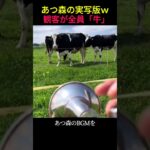 あつ森のBGMを牛に聴かせたら「実写版」になったｗ #あつ森 #癒やし #動物 #演奏 #shorts