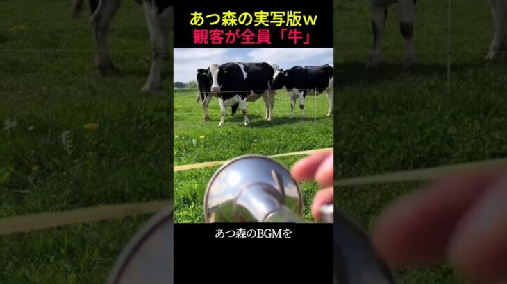 あつ森のBGMを牛に聴かせたら「実写版」になったｗ #あつ森 #癒やし #動物 #演奏 #shorts