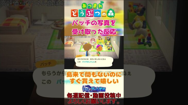 【#あつ森 】人気住民のパッチ君のお写真GETしてみた #shorts